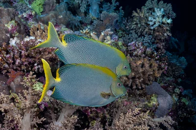 Stellate rabbitfish