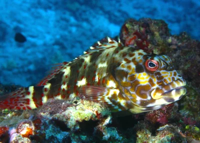 Stocky Hawkfish