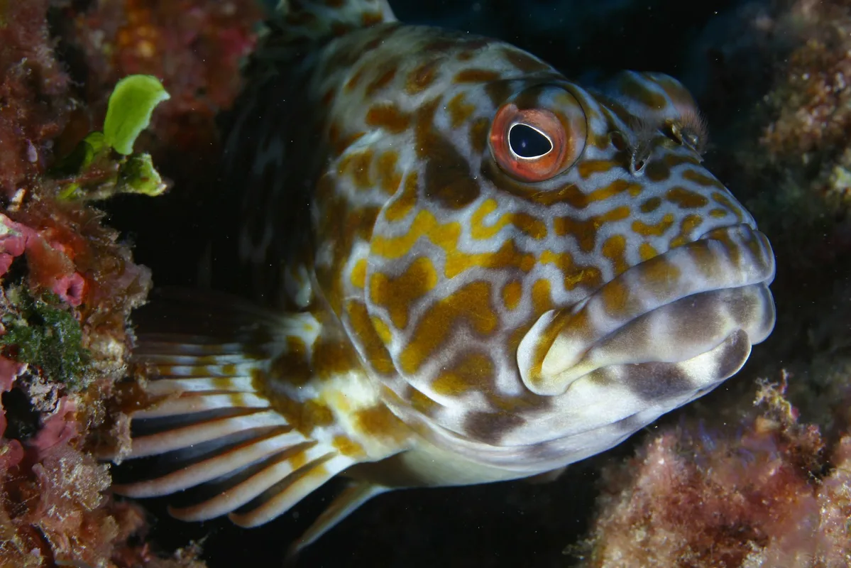 Stocky Hawkfish