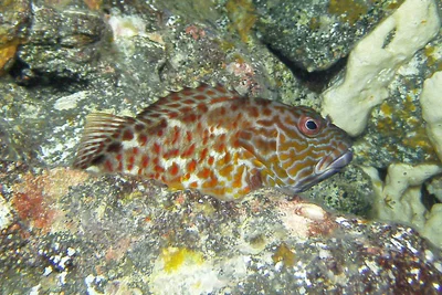 camo fish