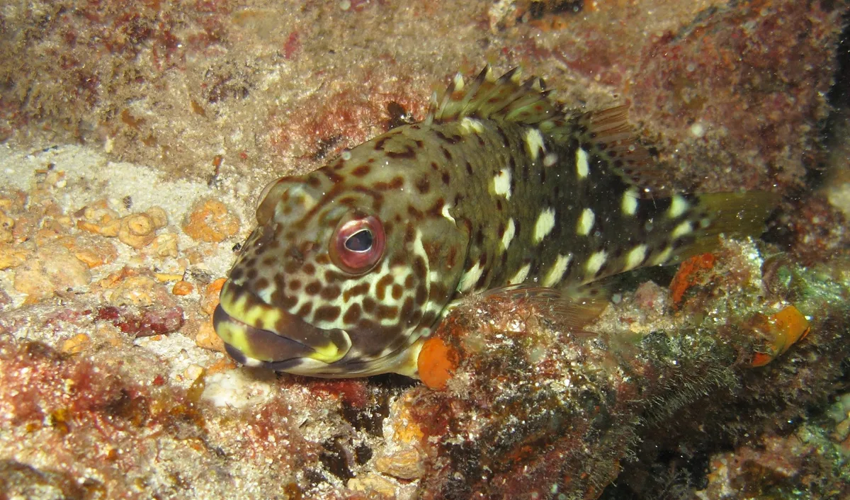 White-spotted Hawkfish