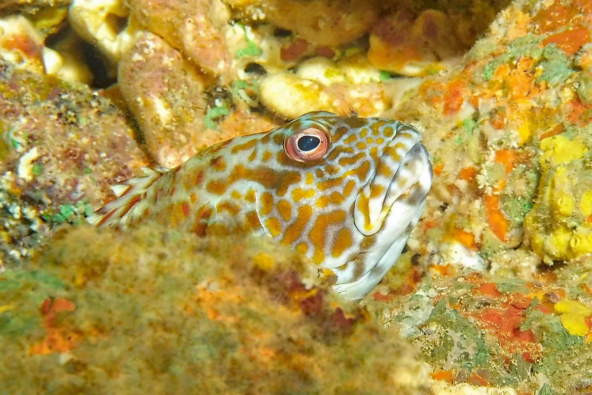 Peeper - Stocky Hawkfish at Skull Cave