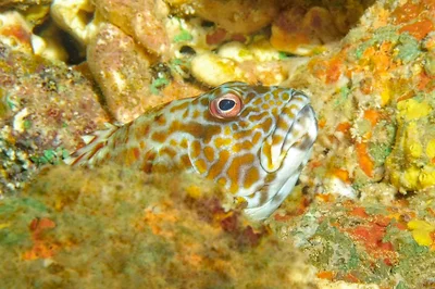 Peeper  -  Stocky Hawkfish at Skull Cave
