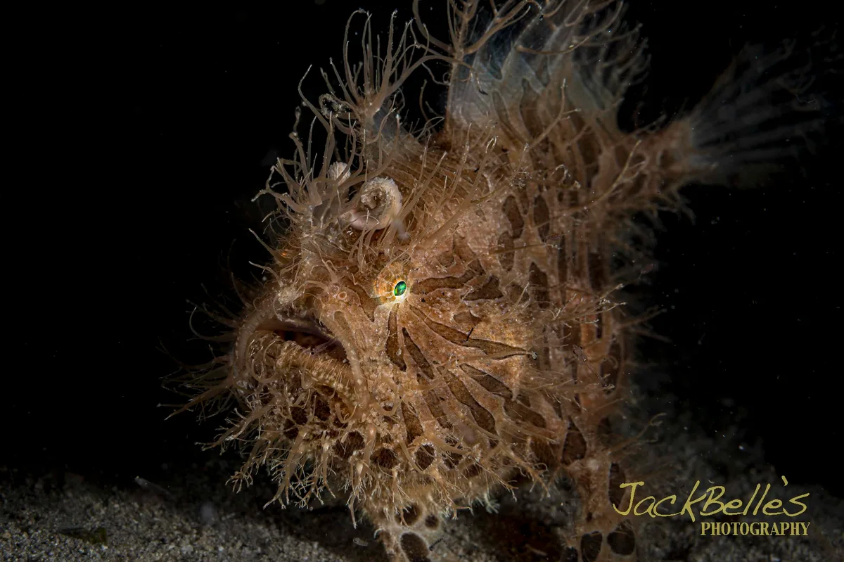 Antennarius striatus