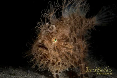 Antennarius striatus