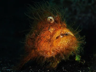 Antennarius striatus