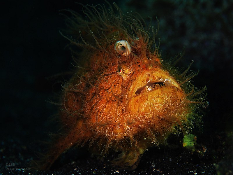 Antennarius striatus