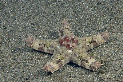 Valvaster striatus