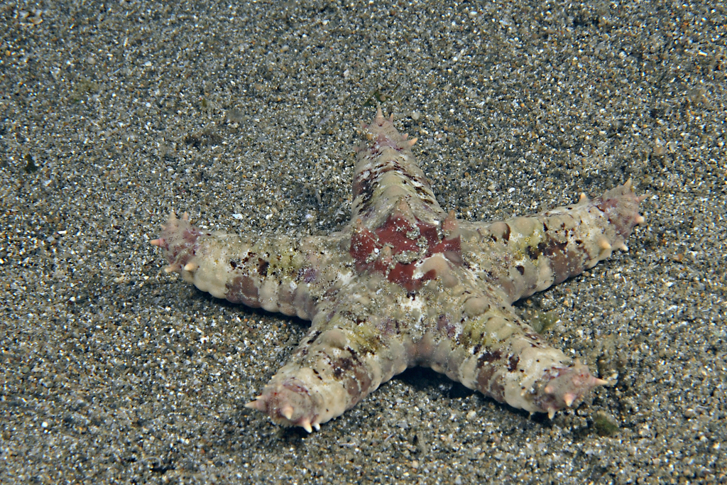 Valvaster striatus