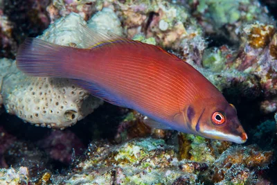 Disappearing wrasse - Pseudocheilinus evanidus