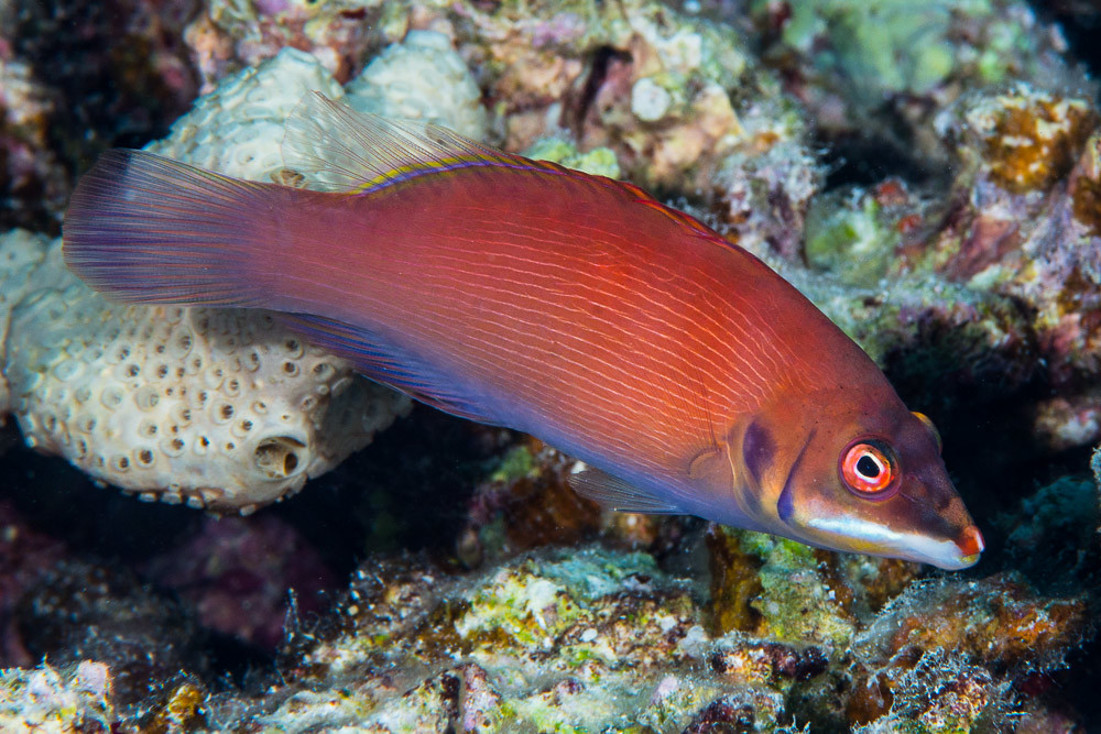 Disappearing wrasse - Pseudocheilinus evanidus