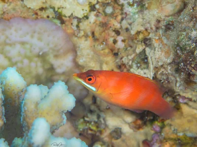 Disappearing Wrasse - Pseudocheilinus evanidus