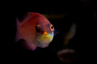 Pseudocheilinus evanidus