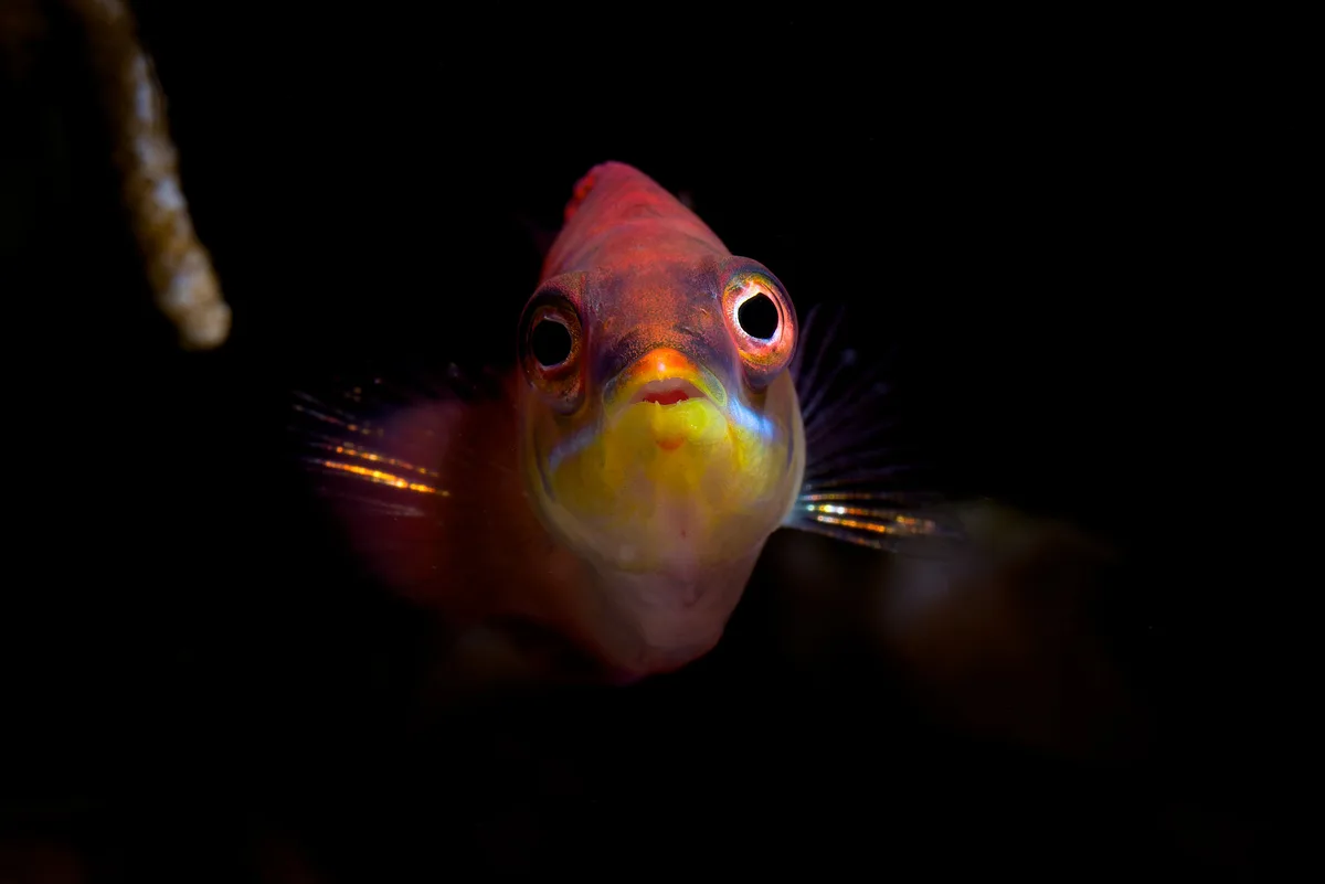 Pseudocheilinus evanidus