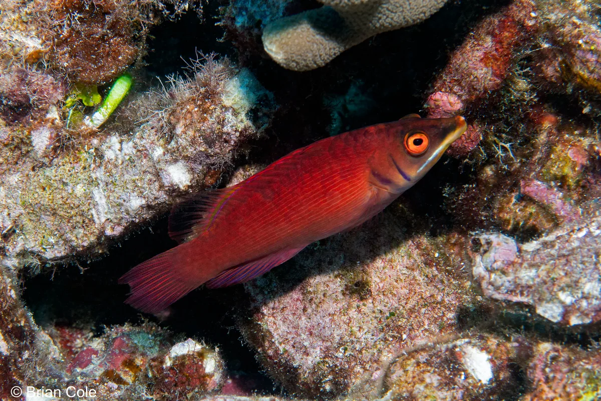 Chinstrap Wrasse (Pseudocheilinus evanidus)