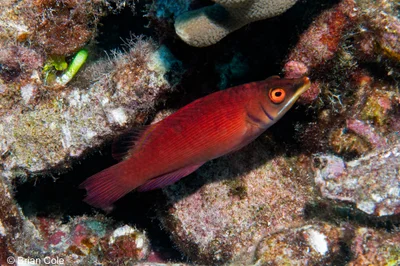 Chinstrap Wrasse (Pseudocheilinus evanidus)