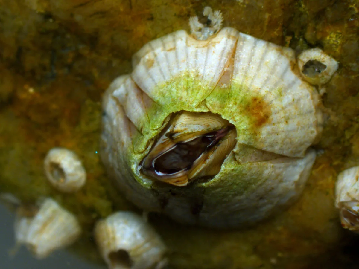 Amphibalanus amphitrite