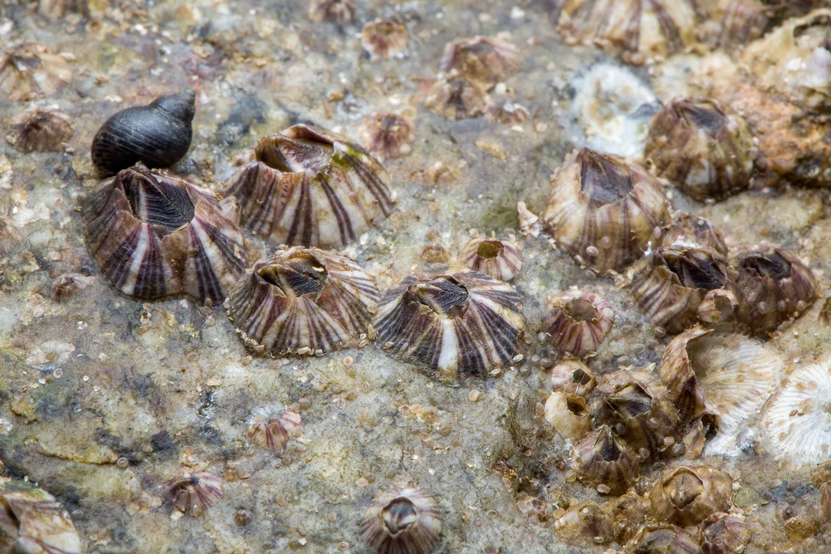 _Z2A2836 Amphibalanus amphitrite