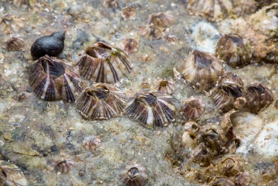 _Z2A2836 Amphibalanus amphitrite