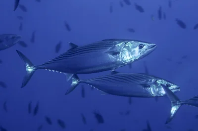 Striped Bonito