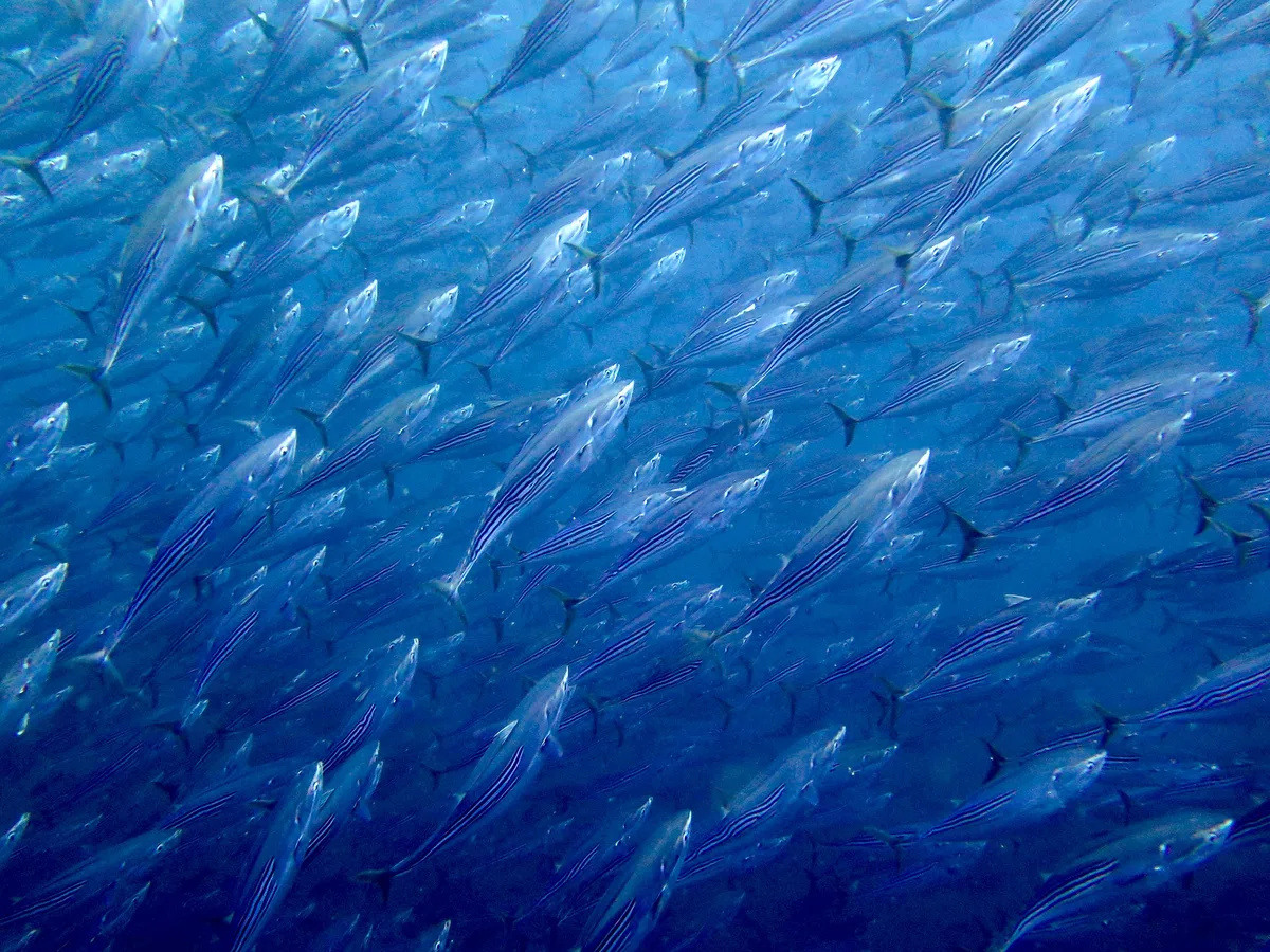 Indo-Pacific Bonitos / Orientalische Bonitos / Sarda orientalis