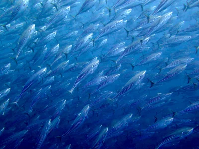 Indo-Pacific Bonitos / Orientalische Bonitos / Sarda orientalis