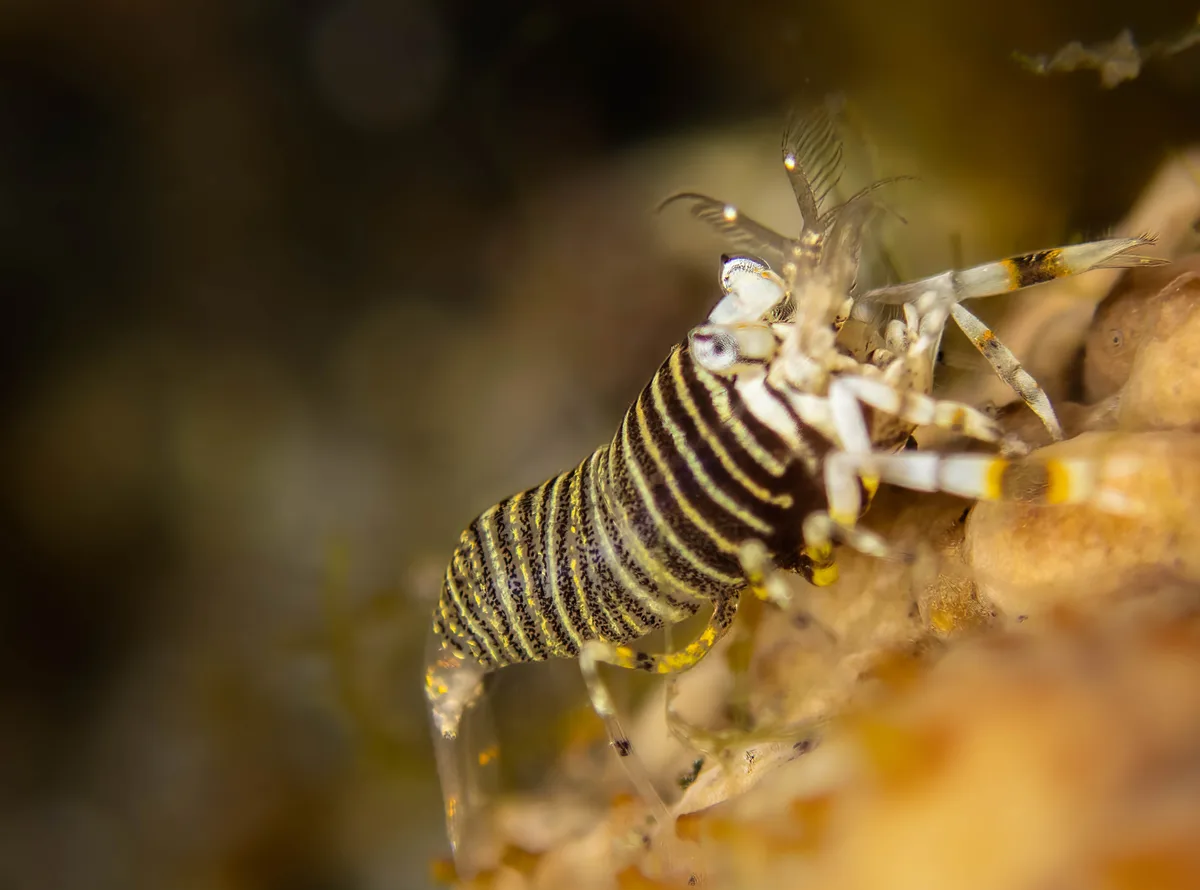 Striped Bumblebee Shrimp