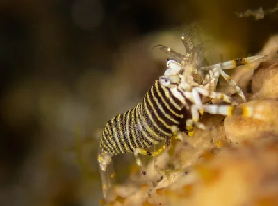 Striped Bumblebee Shrimp