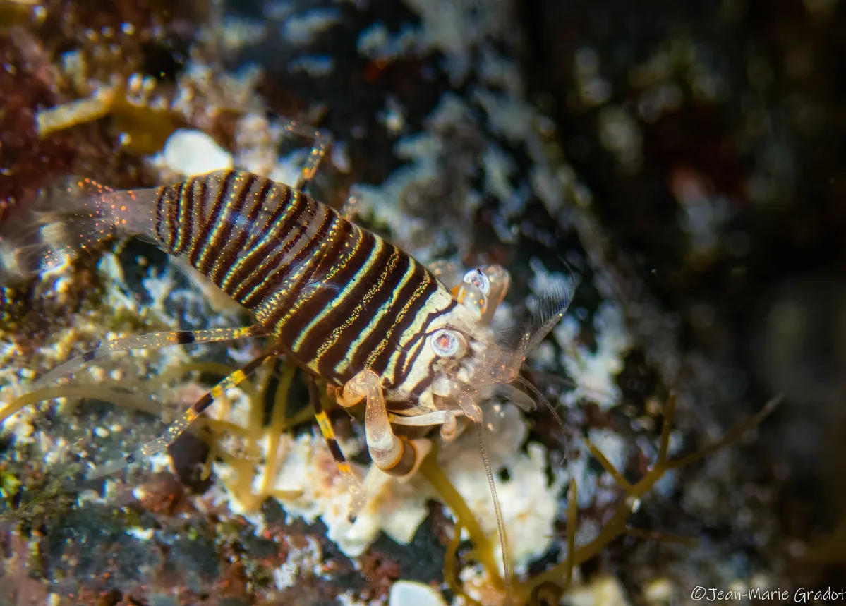 Striped Bumblebee Shrimp