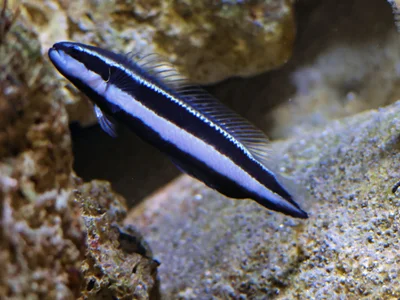 Striped dottyback (Pseudochromis sankeyi)