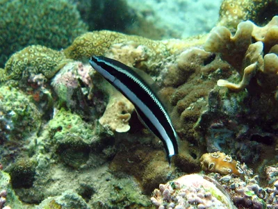 Pseudochromis sankeyi - Arta, Djibouti