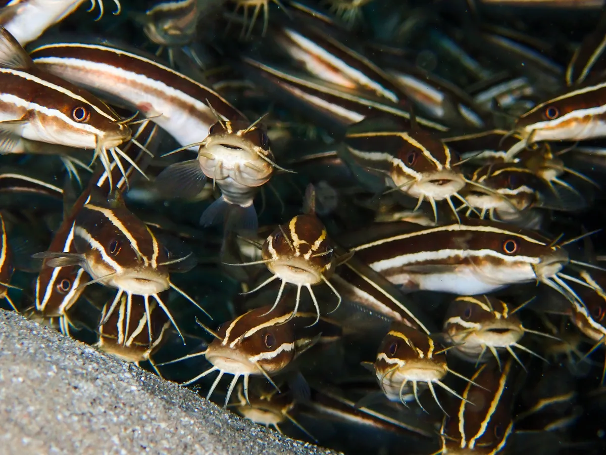 Striped eel catfish