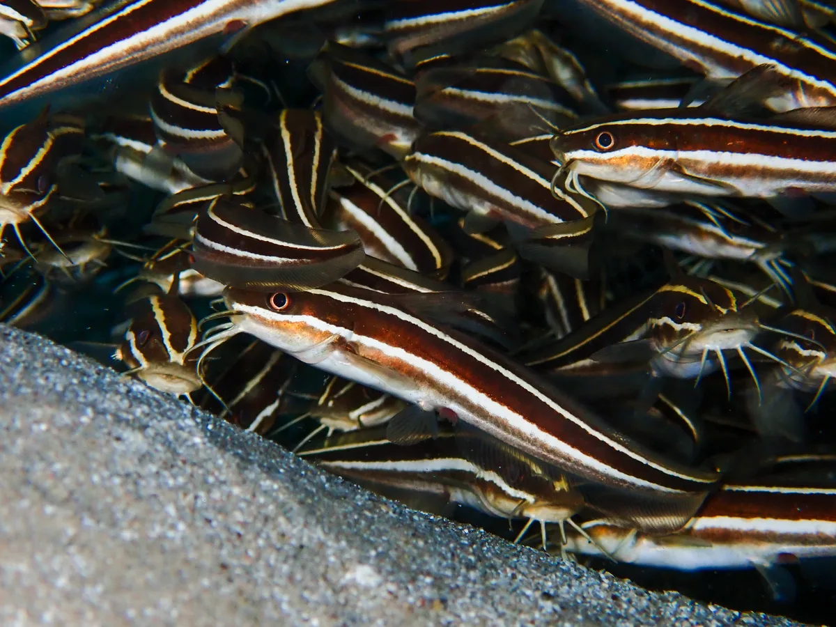 Striped eel catfish