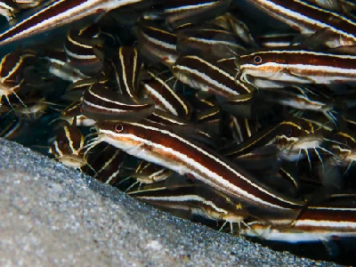 Striped eel catfish