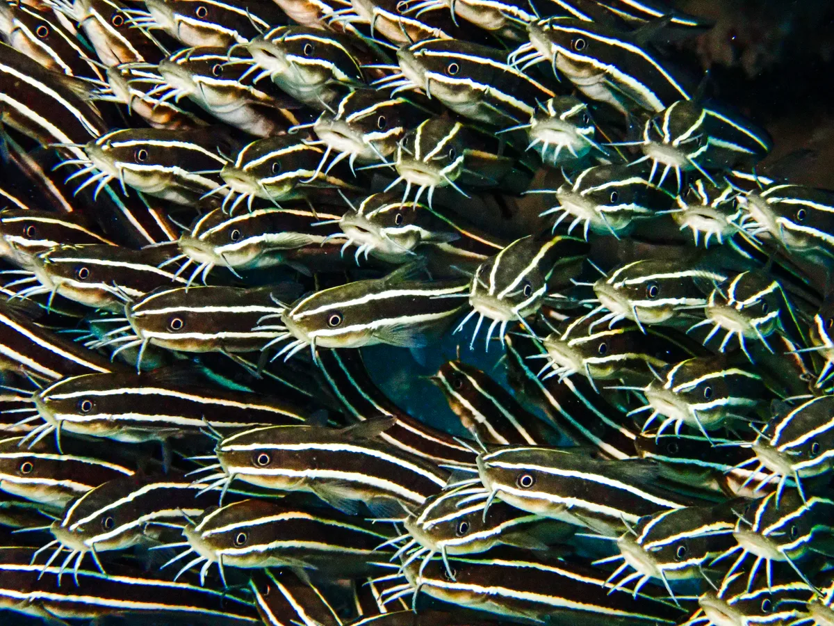 Striped eel catfish