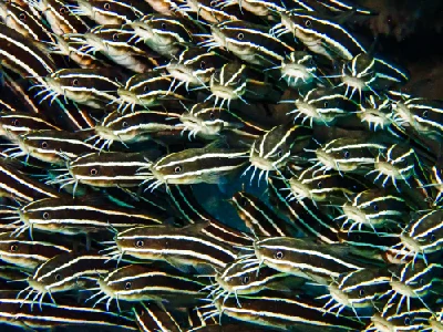 Striped eel catfish