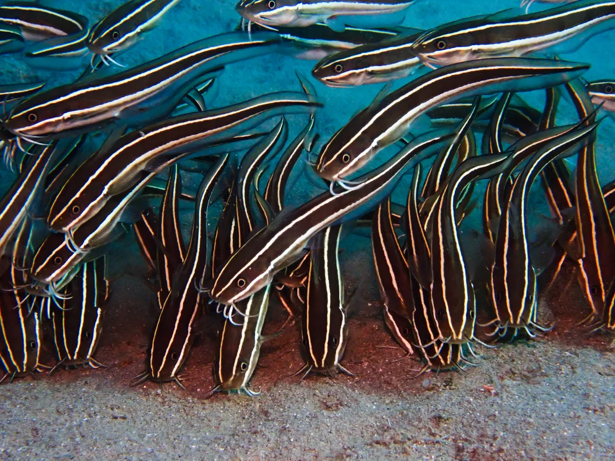 Striped Eel Catfish
