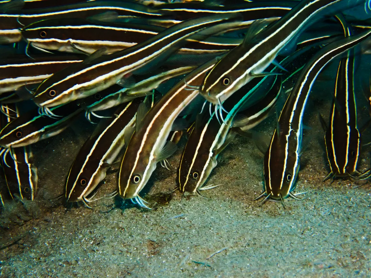 Striped Eel Catfish