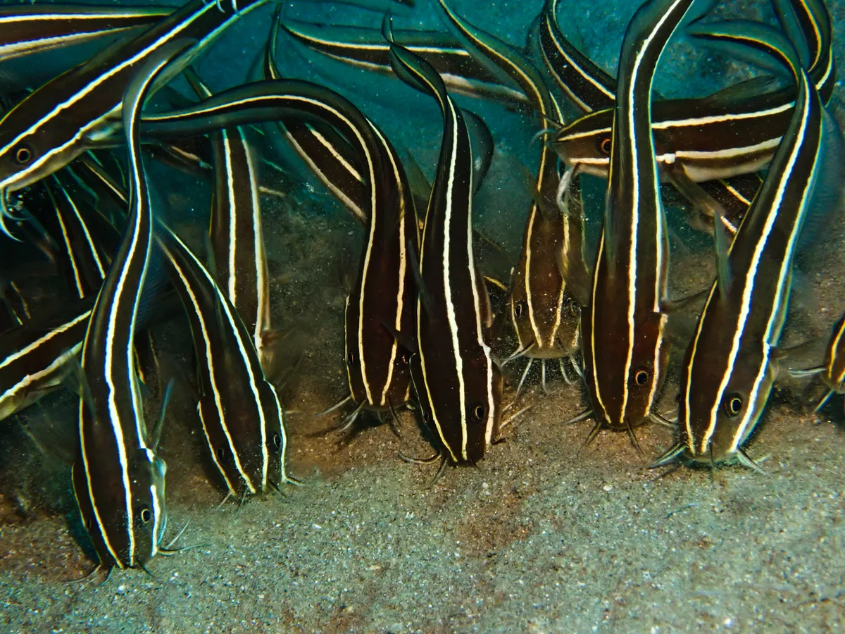 Striped Eel Catfish
