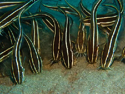 Striped Eel Catfish