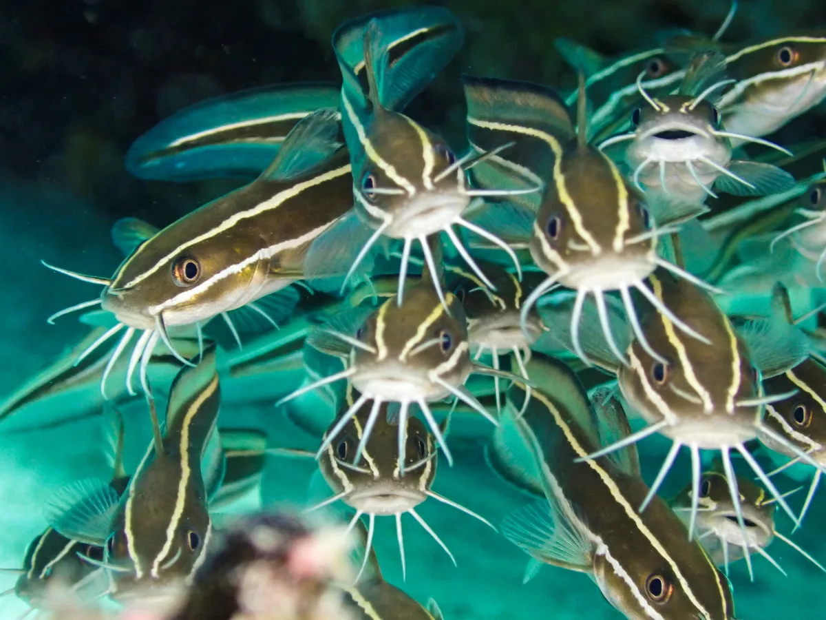 Striped Eel Catfish