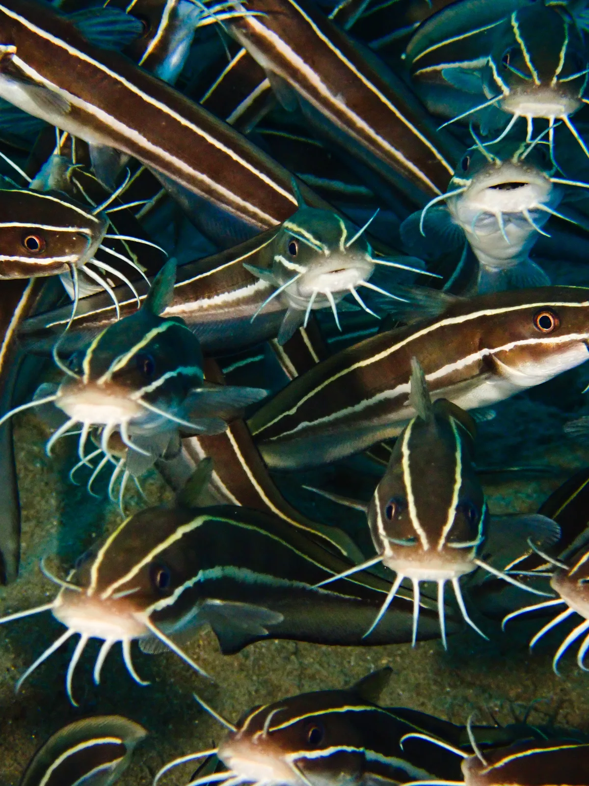 Striped Eel Catfish