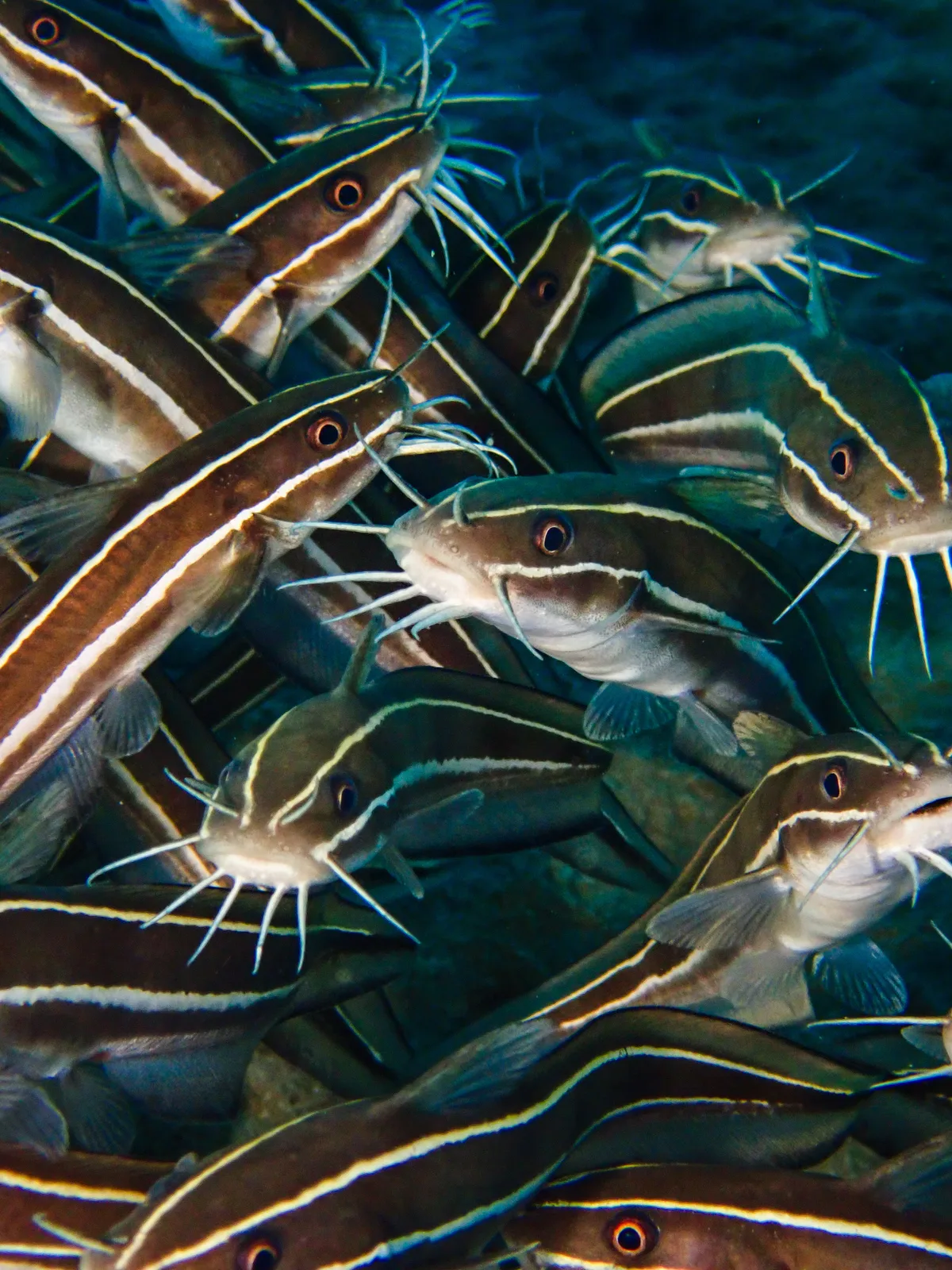 Striped Eel Catfish