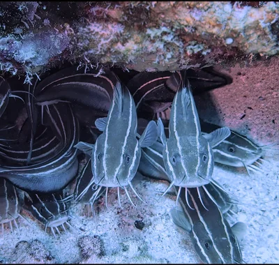 Striped Eel Catfish