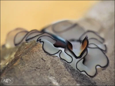 Flatworm (Pseudobiceros gratus)