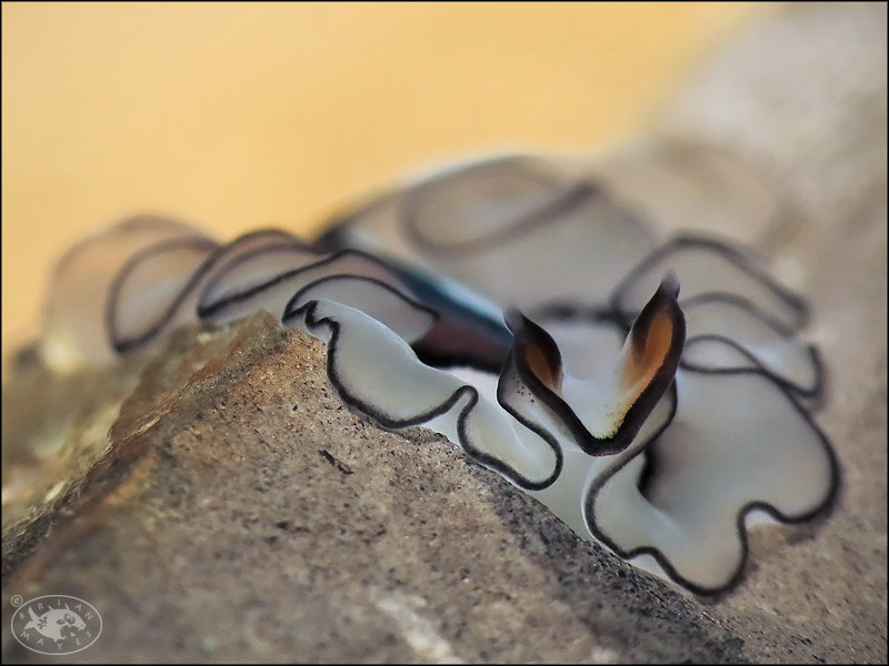 Flatworm (Pseudobiceros gratus)