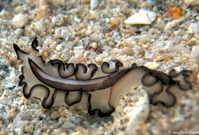 Pseudobiceros cf gratus