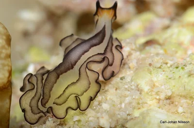 Pseudobiceros gratus, Scuba Diving, Tauchen, Lonos, Romblon Island, Philippines