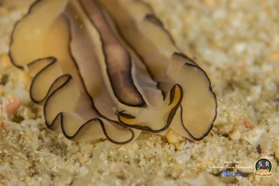 PLEASING FLATWORM (40mm)