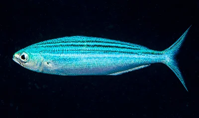 Striped Fusilier